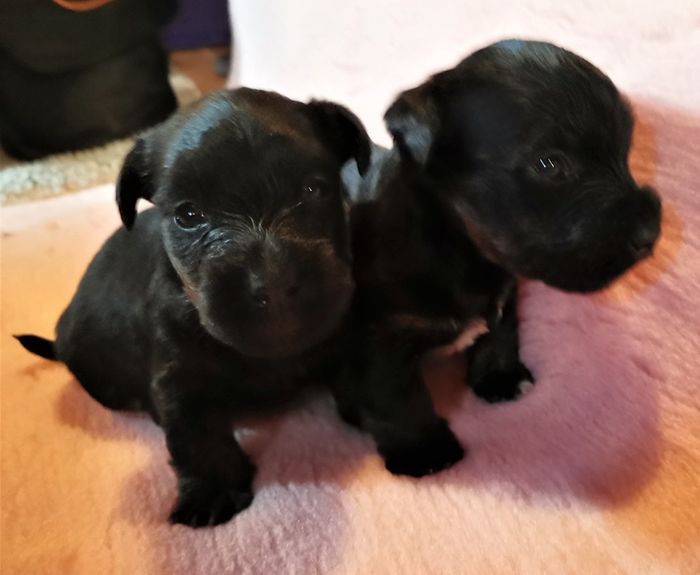The pups 24 days. Male on the left 