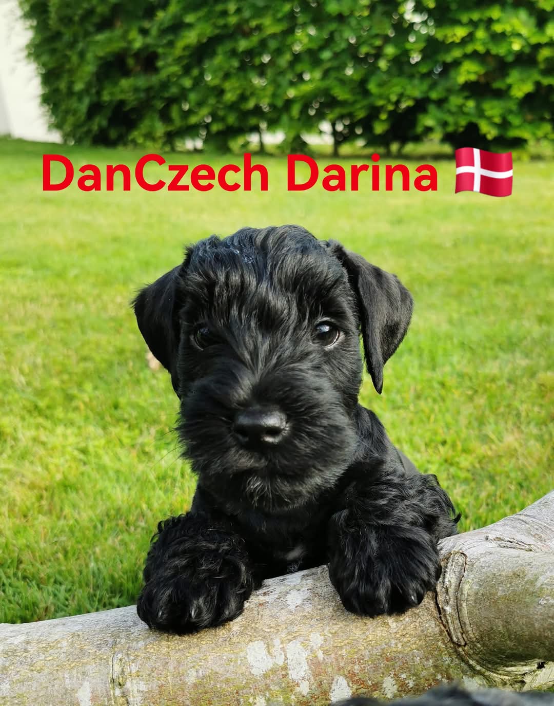DanCzech Darina