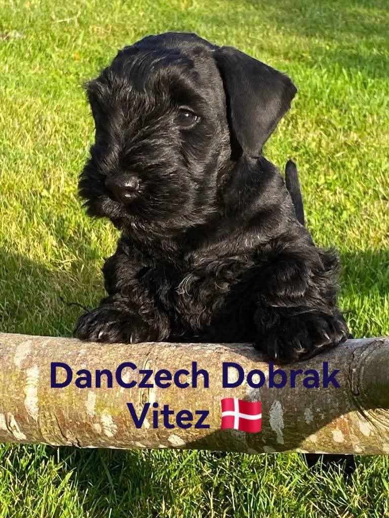 DanCzech Dobrak Vitez